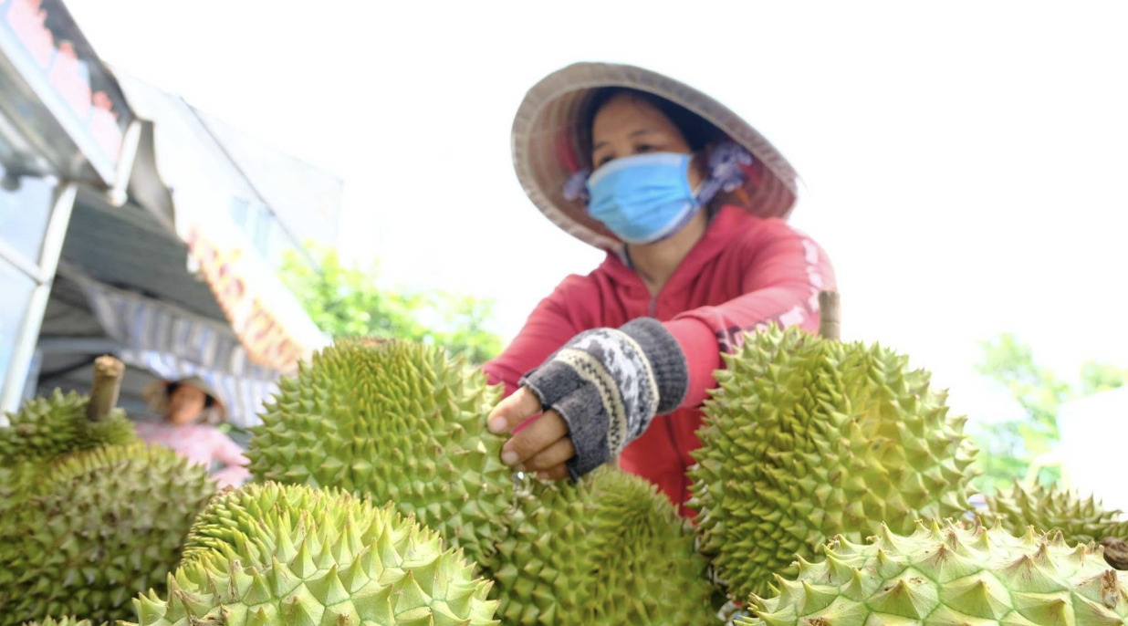 Vietnam Durian Seasons Explained: When to Source the Best Quality